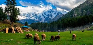 Fairy Meadows